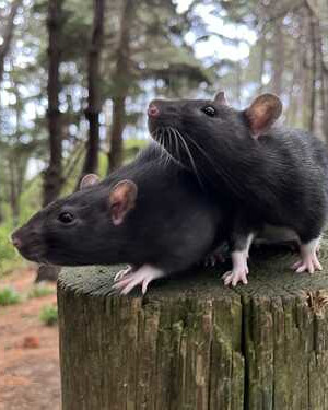 two cute rats