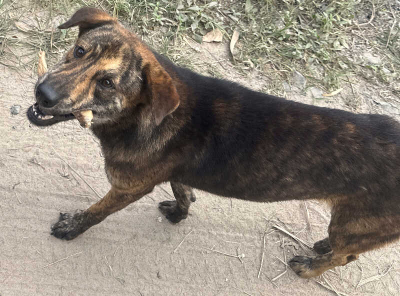 Thai dog photo by Craig Mod