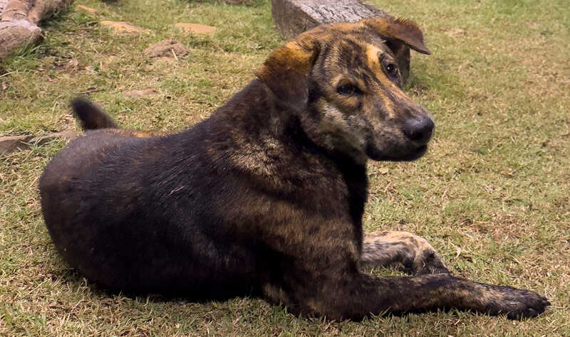 Thai dog photo by Craig Mod