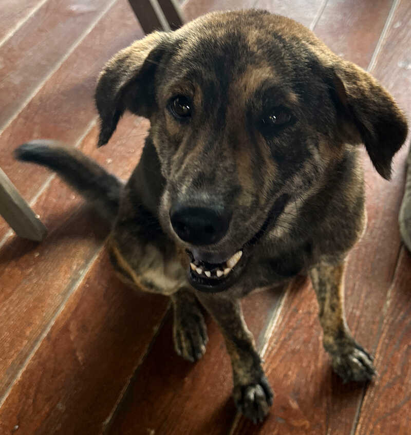 Thai dog photo by Craig Mod
